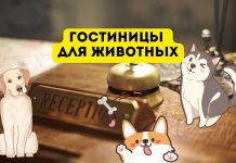 В Молдове насчитывается около 10 отелей для домашних животных Гостиницы для животных