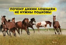 Почему диким лошадям не нужны подковы Почему диким лошадям не нужны подковы