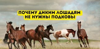 Почему диким лошадям не нужны подковы Почему диким лошадям не нужны подковы