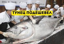Тунец упал в цене. 212 кг был продан за 271 тыс. долларов Тунец подешевел. fotostrana.ru