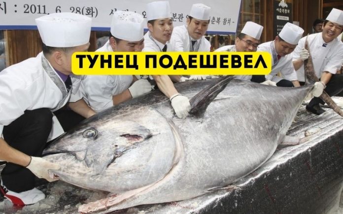 Тунец подешевел. fotostrana.ru Тунец подешевел. fotostrana.ru