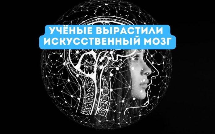 Учёные вырастили искусственный мозг Учёные вырастили искусственный мозг