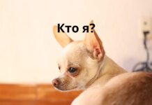 Откуда появилась порода собак Чихуахуа Чихуахуа