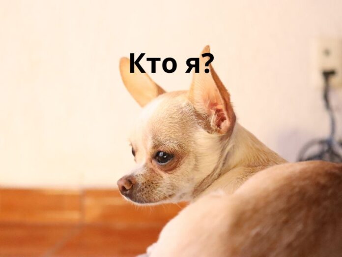 Кто я Чихуахуа