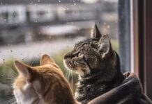 Погода 24 сентября 2025 года в Приднестровье погода, дожди