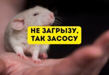 Какой грызун не может грызть Грызун. не загрызу, так засосу
