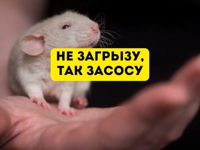 не загрызу, так засосу Грызун. не загрызу, так засосу