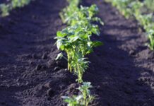 В Приднестровье будут пересмотрены подходы к землепользованию подходы к землепользованию, Минсельхозприроды