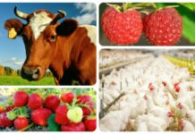 В Приднестровье деятельность крестьянско-фермерских хозяйств планируют направить на импортозамещение крестьянско-фермерские хозяйства, импортозамещение, КФХ