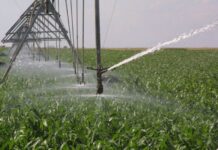 Правительство утвердило порядок финансирования компенсации господдержки сельхозпроизводителей Господдержка сельхозпредприятий