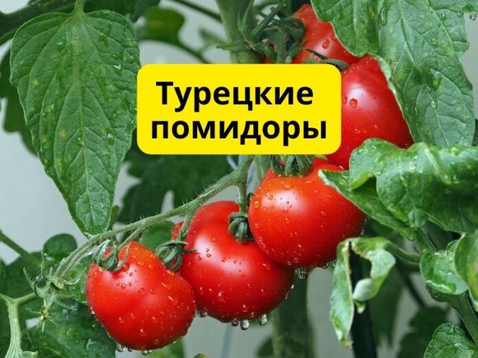 Турецкие помидоры