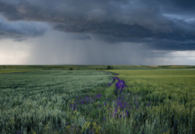 Затяжные дожди могут лишить фермеров урожая дожди, погода