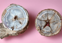 Драгоценный камень оказался яйцом динозавра камень, яйцо динозавра