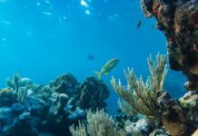 Температура воды в мировом океане бьёт рекорды Океан