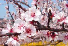 Приднестровье может потерять часть урожая ранних фруктов