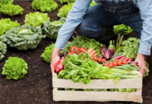 Закупки в Приднестровье будут проводить по единым стандартам сельскохозяйственной продукции закупки в Приднестровье сотрудники