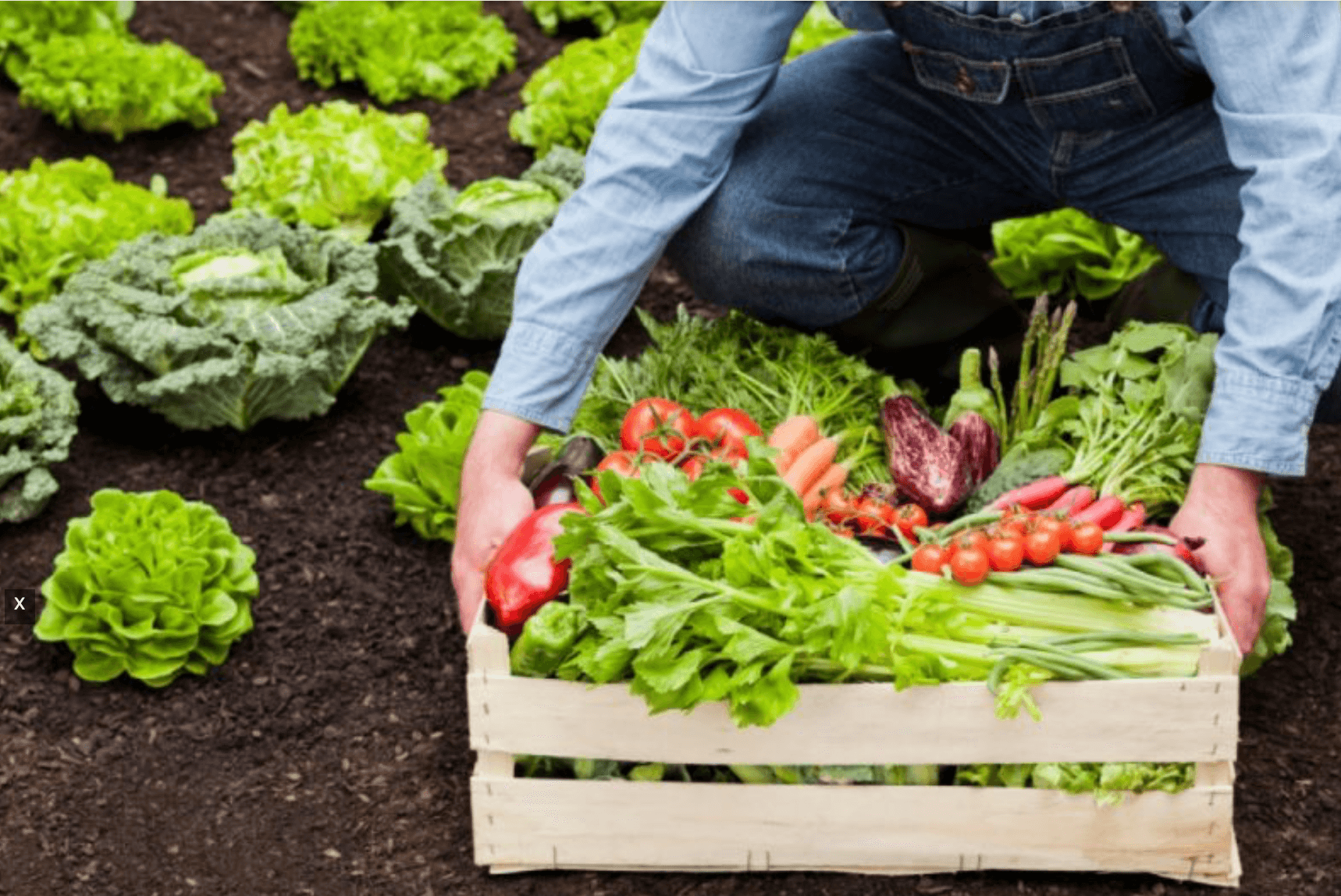 Больше продукции для того что. Овощи на огороде. Органическое земледелие. Органическое сельское хозяйство. Поле с овощами.