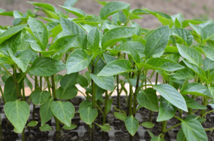 рассада рассада учёные научно-исследовательский институт