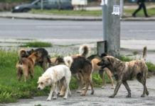 В Приднестровье предлагают ввести сбор за регистрацию собак собаки, сбор