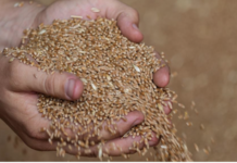 Минсельхоз Украины сообщил о падении доходов от экспорта зерна почти вдвое зерно Украина