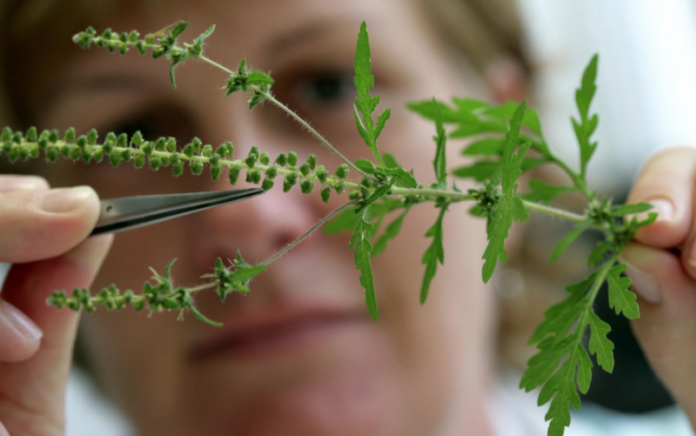 амброзия амброзия