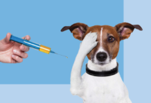 В Молдову поступила вакцина против бешенства прививки