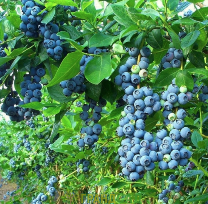 голубика ягоды