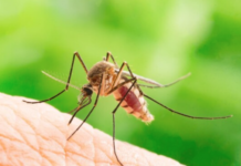 На укусы комаров бывает аллергия мозг