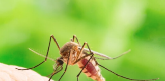 Укус комара: почему нельзя расчёсывать мозг