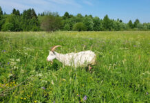 В селе Бычок погибли козы коза