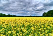 В Приднестровье установили правило для посева рапса поля