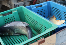 В Приднестровье выращивают креветок креветок