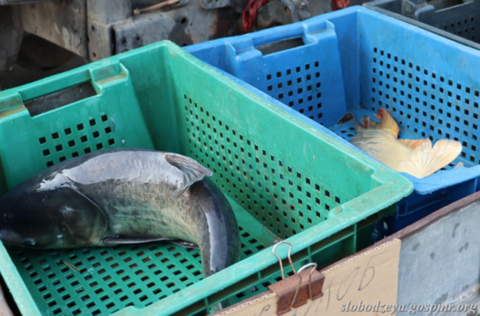 рыба креветок