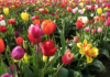 Деньги надо тратить и на тюльпаны тюльпаны, ПМР