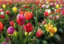 Деньги надо тратить и на тюльпаны тюльпаны, ПМР