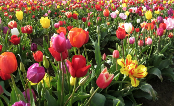 тюльпаны тюльпаны, ПМР