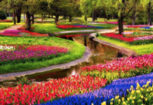 Крупная кража тюльпанов в Бельцах вандализм