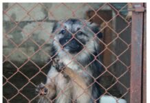 Неудобные соседи: приютам для животных не место в приднестровских городах? приют, животные, депутаты