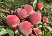 Фрукты в Молдове будут дорогими аграрии