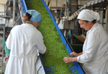 В Каменке в разгаре сезон переработки горошка производство