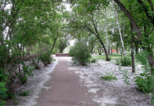 Аллергии на тополиный пух не бывает пух, аллергия