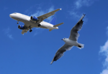 В России самолёты стали чаще сталкиваться с птицами птицы