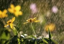 Погода 18 июля 2024 года в Приднестровье дождь, погода