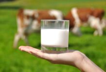 В Приднестровье производители молока получили 5 миллионов рублей дотаций молоко, дотации