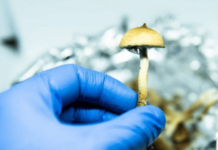 Австралия легализовала галюциногенные грибы и экстази легализация