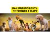 Как уберечь животных от жары Как спасти питомцев в жару