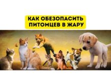 Как уберечь животных от жары Как спасти питомцев в жару