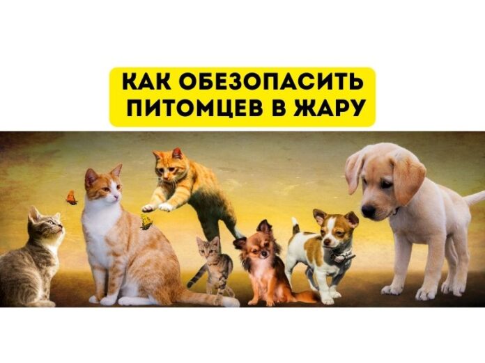 Как спасти питомцев в жару