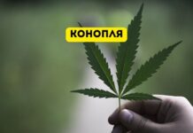 Промышленная конопля в Молдове: новые возможности Конопля