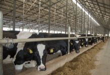 Дотации за молоко в Приднестровье: выплаты за 3 месяца предприятия, дотации, молоко, коровы